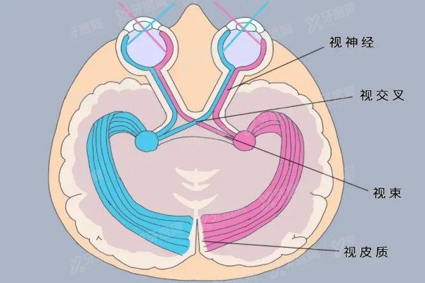 视神经再生新突破!2025年新药上市倒计时,三大技术让失明逆转成真!