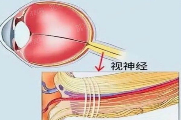 视神经再生新突破2.jpg
