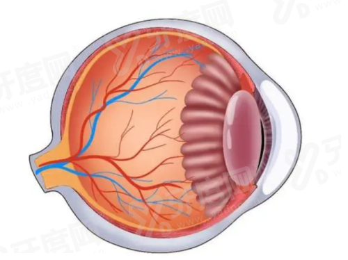 北京同仁眼科王宁利怎么挂号？一文揭秘挂号攻略，附王宁利出诊信息及青光眼手术费用！