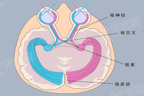 视神经1.jpg