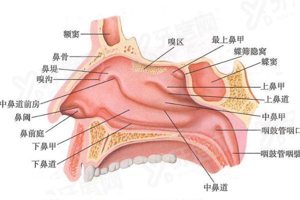 成都军大隆鼻哪个医生好？梁军、任义、谭超等医生技术出色，审美在线！
