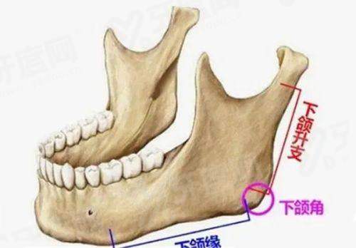 三、上海喜美医疗美容医院地址在哪里yanke.yadoo.cn