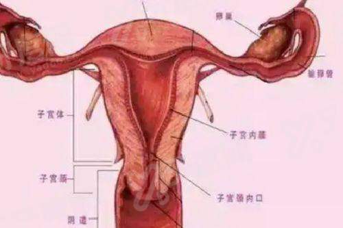 二、李世荣做男性生殖器延长增粗手术费用怎么样?yanke.yadoo.cn