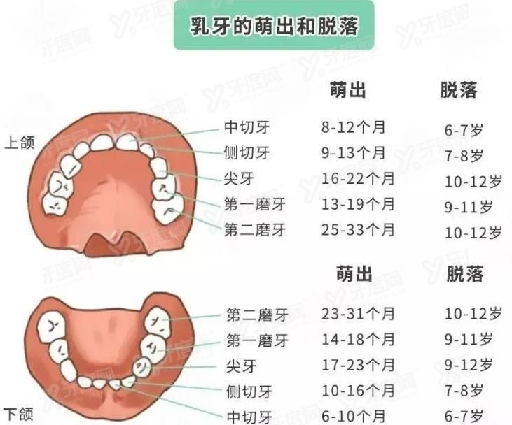儿童换牙顺序图及换牙时间表www.yadoo.cn.jpg 儿童换牙顺序图及换牙时间表www.yadoo.cn.jpg