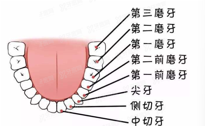 2024根管治疗收费标准明细.jpg