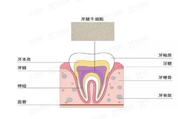 牙齿再生技术什么时候可以实现www.yadoo.cn